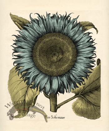 Besler Botanical 079 BG